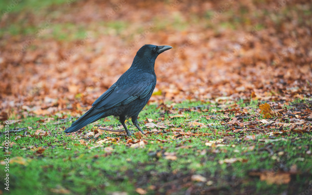 Bird in the woodland in the morning wildlife