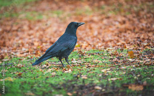 Obraz na płótnie Bird in the woodland in the morning wildlife w salonie