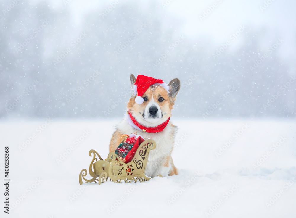 new year holiday card with cute puppy dog corgi in a red santa hat with christmas sleigh with presents sitting in the winter garden under the snowfall