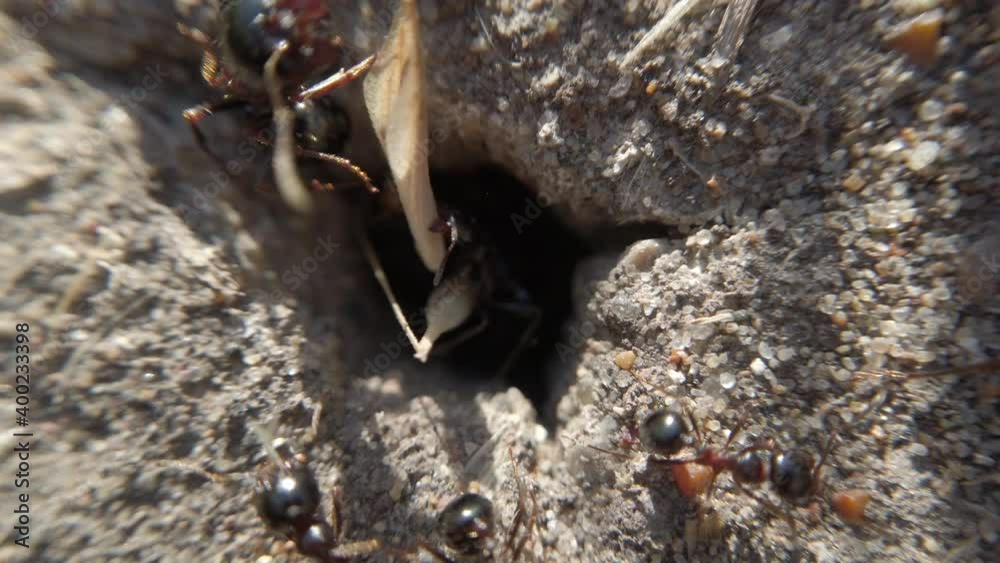 Animal macro in wilderness with the power of team working of ants building a nest in the ground . Some are carrying objects inside nest while others are carrying out the waste
