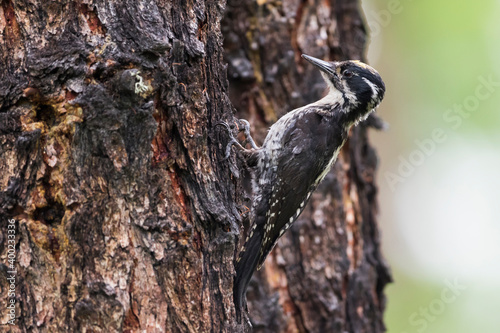 Three-toed Woodpecker, Picoides tridactylus ssp. tridactylus