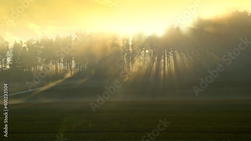 zauberhafter gelber Sonnenaufgang hinter Bäumen im Gegenlicht bei Nebel