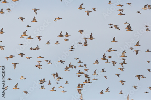 Red Knot - Knutt - Calidris canutus, Germany (Schleswig-Holstein), adult, breeding plumage © AGAMI