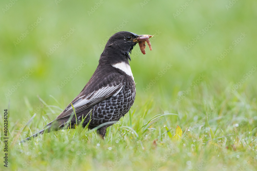 Ring Ouzel - Ringdrossel - Turdus torquatus ssp. alpestris, Germany )Baden-Württemberg), adult male Ring Ouzel - Ringdrossel - Turdus torquatus ssp. alpestris, Germany )Baden-Württemberg), adult male