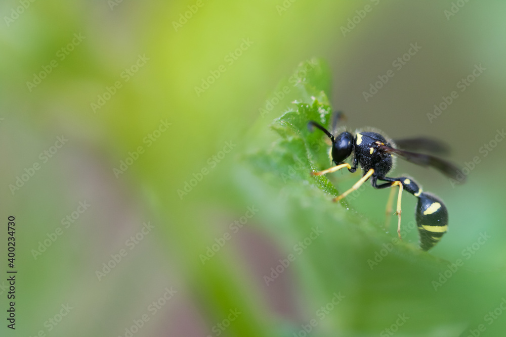 Fototapeta premium Macro image of an insect in Germany