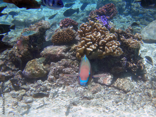 Underwater view of a multicolor parrotfish in the Bora Bora lagoon