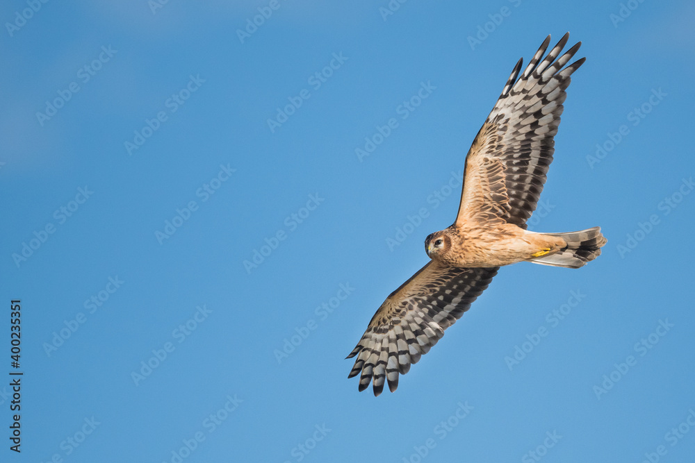 Fototapeta premium Hen Harrier - Kornweihe - Circus cyaneus, Germany (Niedersachsen), 1st cy