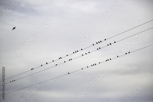 Birds on power lines