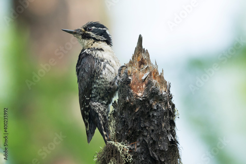 Three-toed Woodpecker, Picoides tridactylus ssp. tridactylus photo
