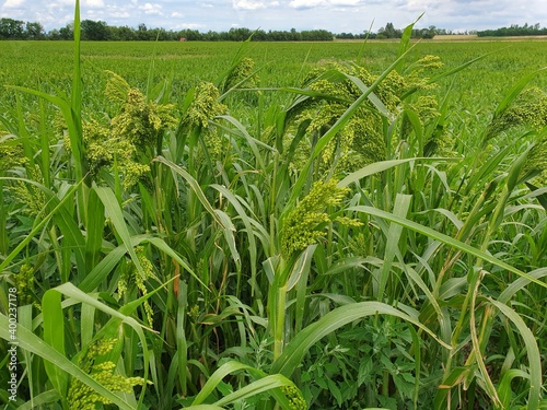 Proso millet field in Burgenland, Austria