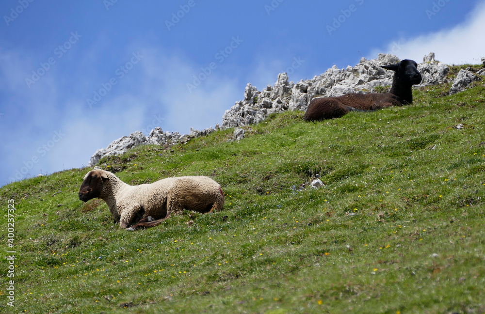 Herd of mountain sheep (Ovis aries) in high mountains