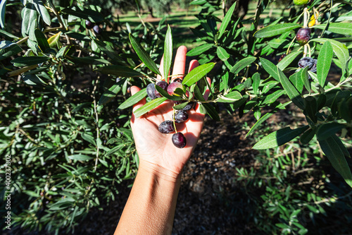 Hand holding a branch of black olives. Concept of olive harvest, autumn period