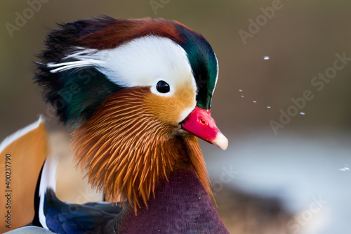 Mandarin Duck - Mandarinente - Aix galericulata, Germany (Baden-Württemberg), adult, male