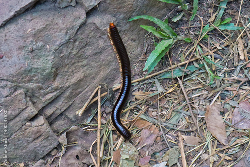 Giant bronw millipede in tropical rainforest of Thailand photo