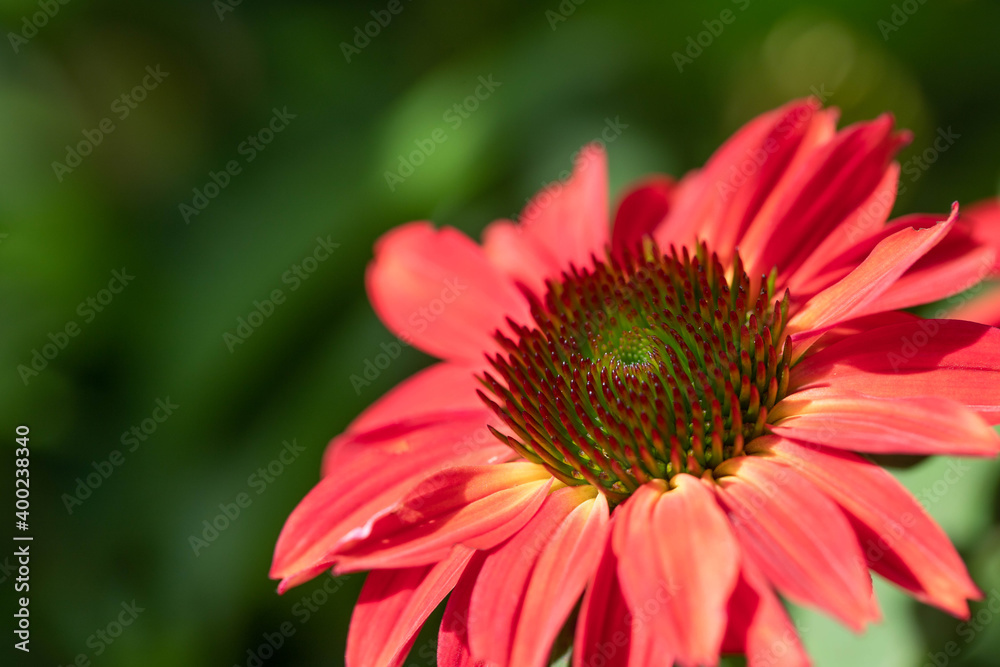 Macro of Raspberry colored coneflowers, echinacea, on a green background. Macro of Raspberry colored coneflowers, echinacea, on a green background.