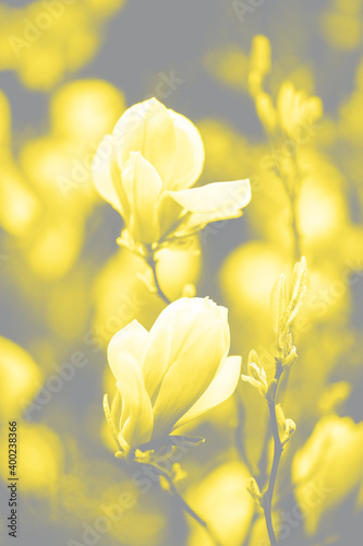 Beautiful close up magnolia flowers. Blooming magnolia tree in the spring. Selective focus. Visualization trendy colors of year 2021 - Gray and Yellow.