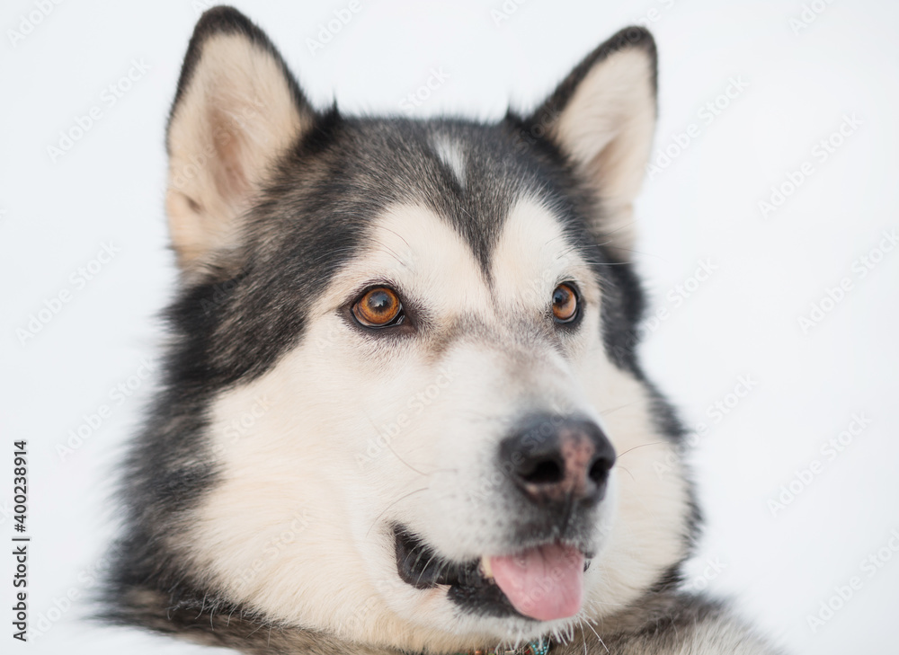 Funny alaskan malamute in winter forest. close up portrait. Open mouth.