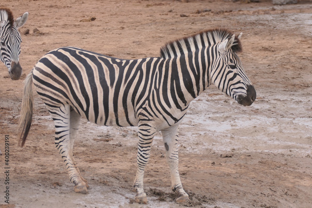 Steppenzebra im Addo-Nationalpark, Südafrika. Das Steppenzebra ist die häufigste Zebra-Art in Afrika.