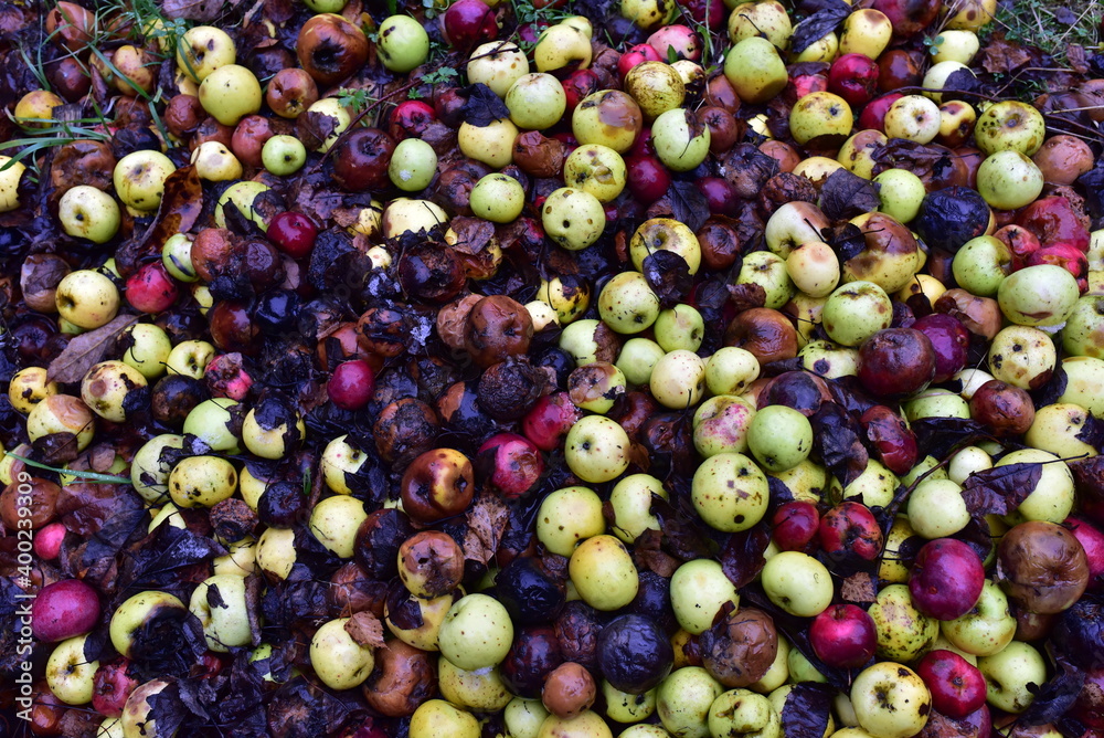 Rotten apples as discarded garbage lie on the ground. Bad apple and