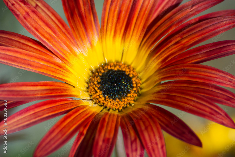 Flower 122 Flower 122
