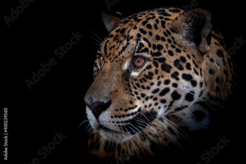 Jaguar © Frdric