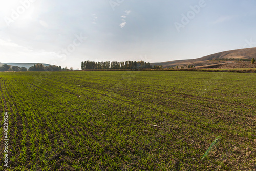 A field of greenery planted in December, different plants and trees at the edge of the field, sun and sky in the background