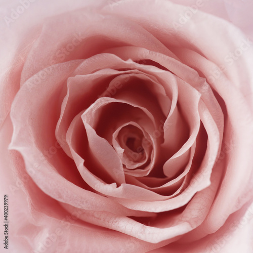 Pink roses background. Close up roses bunch.