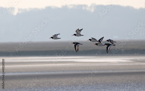 Huitriers pies en baie de somme