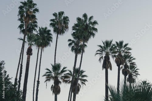 Palm trees against a morning sky in Southern California. © angeldibilio