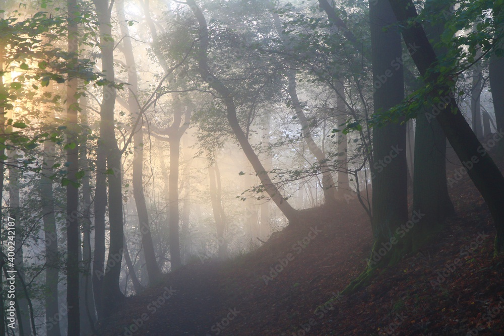 Obraz premium misty morning in the forest