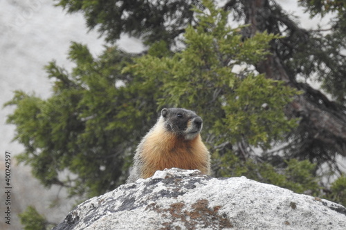 A playful  yellow-bellied marmot  perched upon large granite boulders  Sonora Pass  California Highway 108  Sierra Nevada Mountains  California.