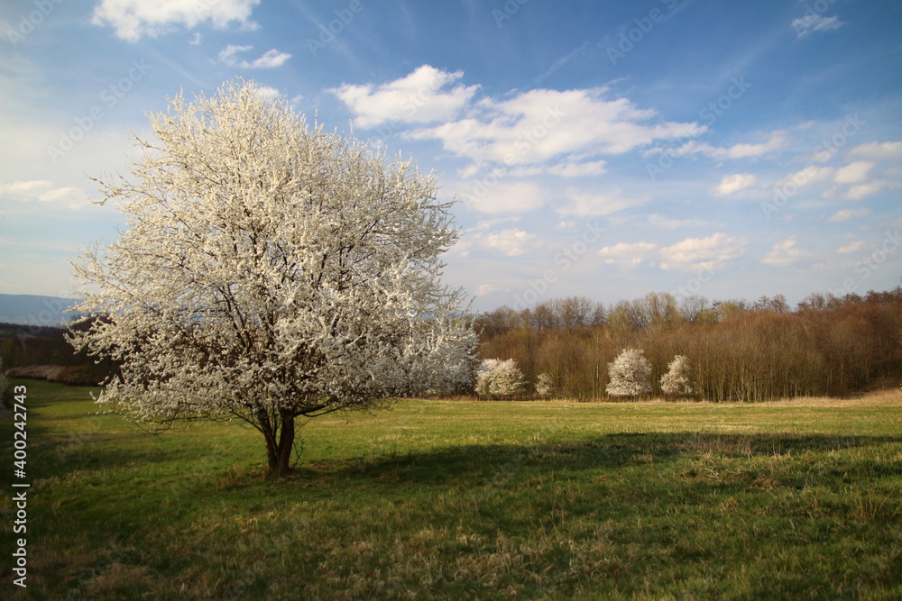 A blooming tree A blooming tree