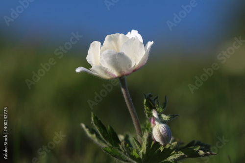 white poppy flower