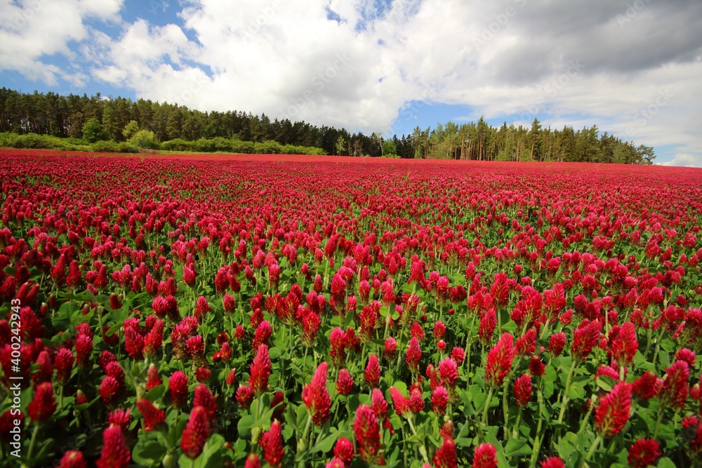 field of crimson clovers