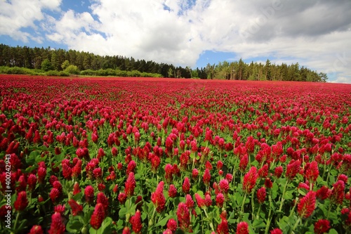 field of crimson clovers © Dayen