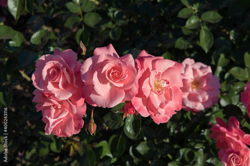 Exotic hybrid roses blooming in the park. Closeup view of Rosa Les Amoureux de Peynet beautiful flowers of pink petals, blossoming in the garden. Exotic hybrid roses blooming in the park. Closeup view of Rosa Les Amoureux de Peynet beautiful flowers of pink petals, blossoming in the garden.