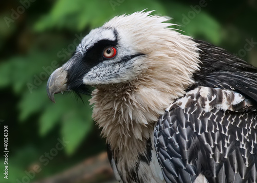 Portrait vom Bartgeier  Gypaetus barbatus  mit unscharfem Hintergrund