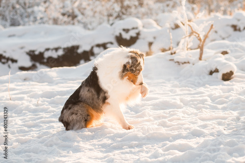 Australian shepherd sitting and give paw in winter forest. Beautiful sunrise. 
