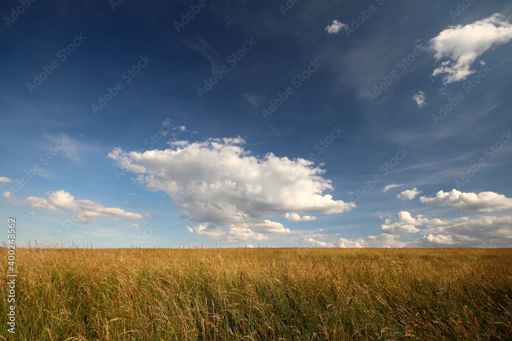 meadow under blue sky