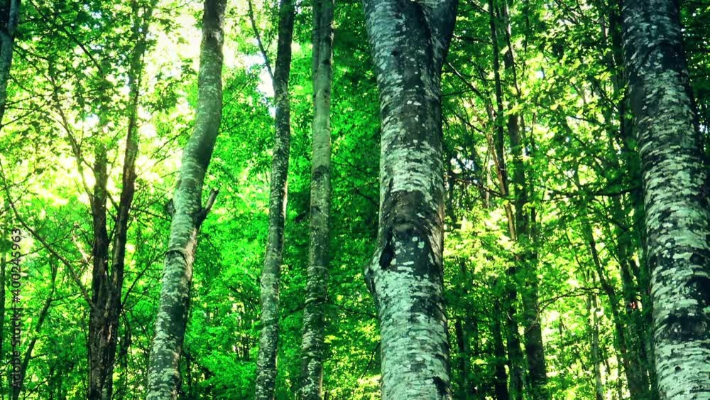 Sun rays passing trough forest during sunny summer day. Sun rays passing trough forest during sunny summer day.