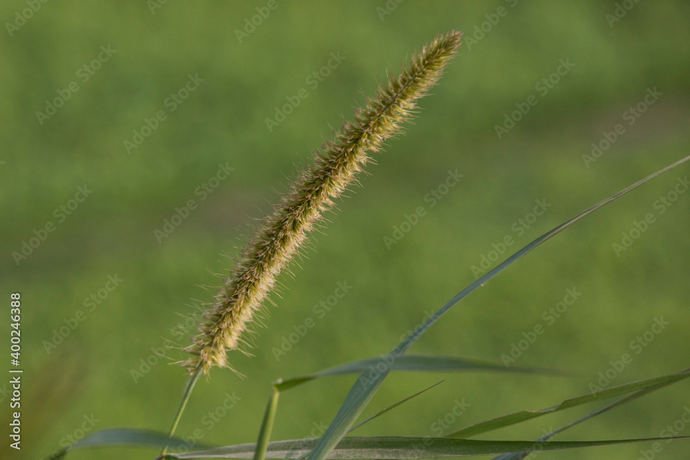 close up of a grass