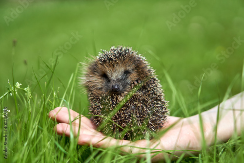 The hedgehog sits on his hand in the green grass. Hedgehog and man. The animal is wild and domestic. High quality photo