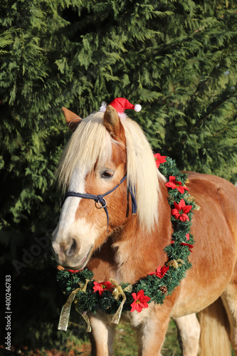 Beautiful portrait of a young saddle horse in christmas wreath decoration as a christmas background © acceptfoto