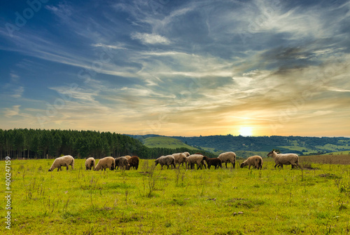 Rebanho de ovelhas no p  r do sol