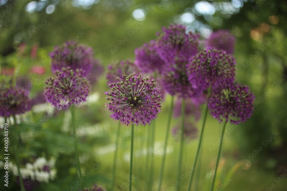 Obraz premium blooming purple flowers of decorative garlic in the garden