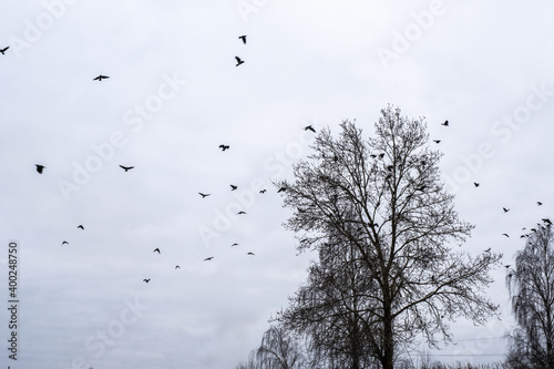 A large flock of crows on the branches of tall trees against a cloudy sky.