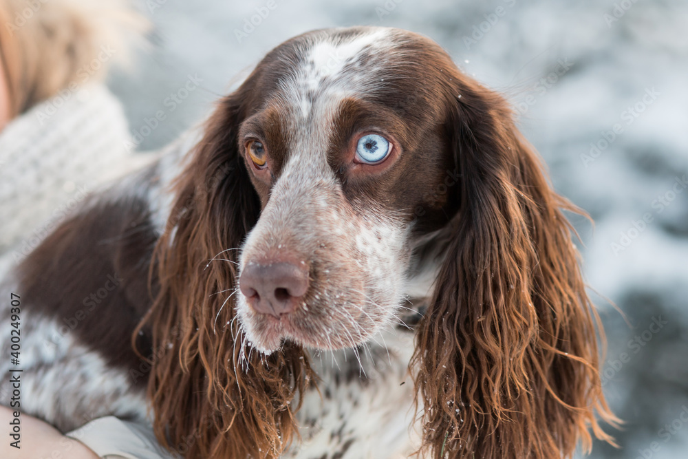  woman holding chocolate spaniel in winter forest. close up.