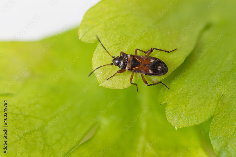 Macro image of an insect in Germany Macro image of an insect in Germany