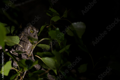 Eurasian Scops-Owl - Zwergohreule - Otus scops scops, France (Corsica), adult