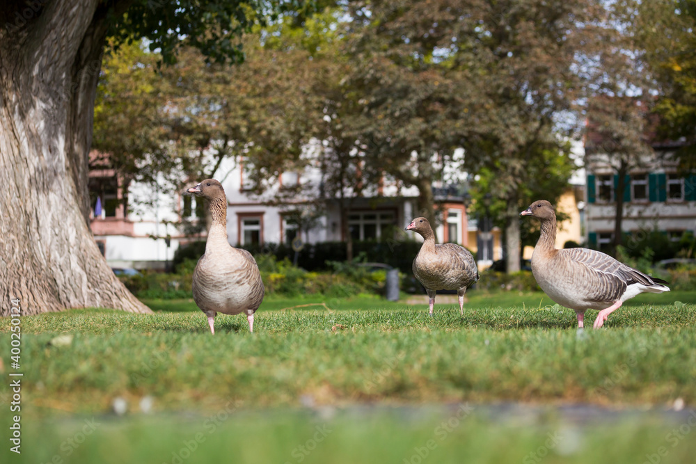 Fototapeta premium Pink-footed Goose - Kurzschnabelgans - Anser brachyrhynchus, Germany (Baden-Württemberg), adult